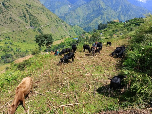 ‘बुकी’बाट बेँसी झर्न थाले गोठाला   